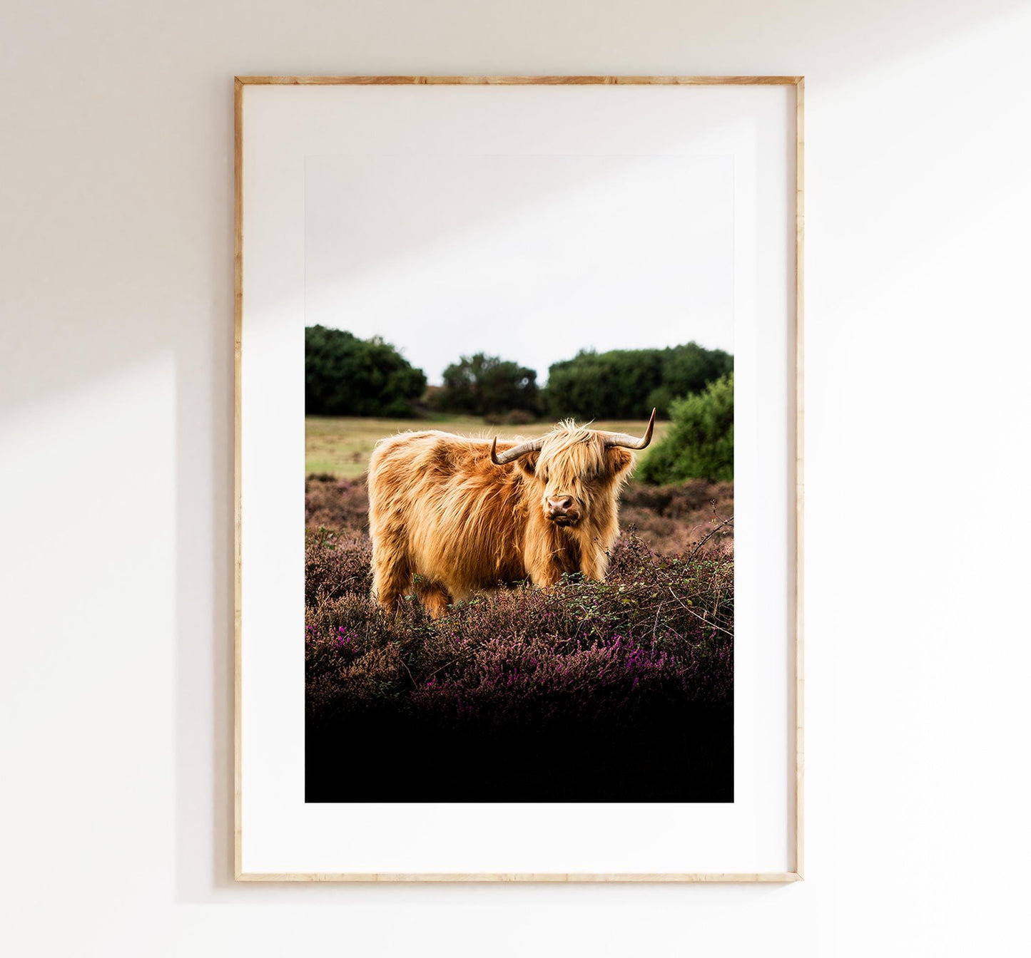 Highland Cow Photography Print - New Forest - Hampshire Photography Prints - Wall Art -  Frame and Canvas Options - Portrait  - UK