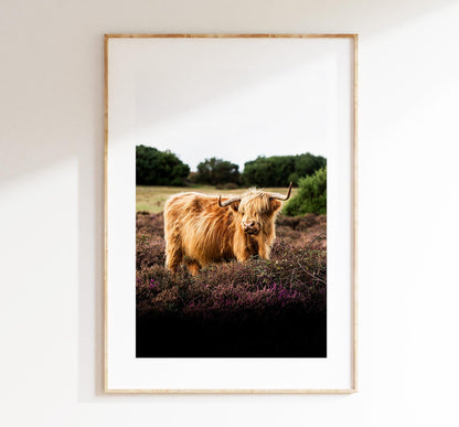 Highland Cow Photography Print - New Forest - Hampshire Photography Prints - Wall Art -  Frame and Canvas Options - Portrait  - UK