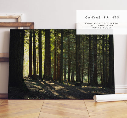 New Forest Photography Print - Hampshire Photography Prints - Wall Art -  Frame and Canvas Options - Landscape  - UK