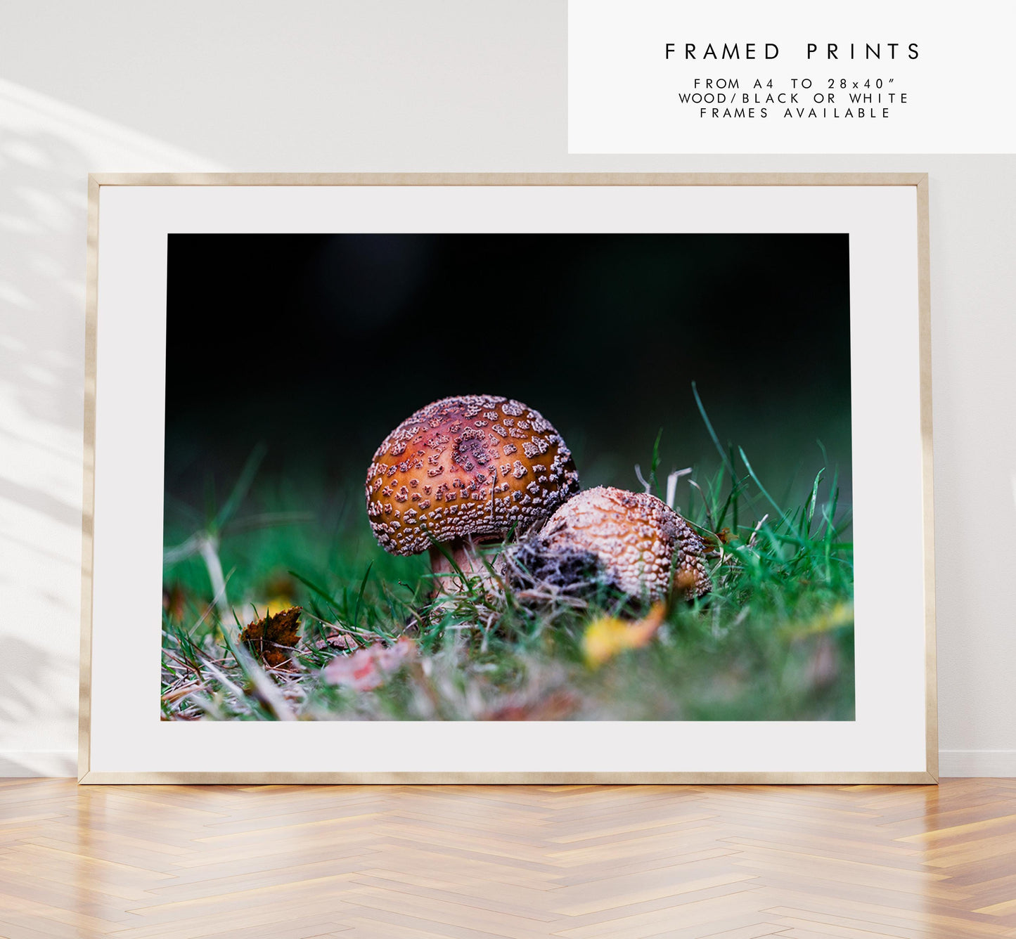 Funghi Photography Print - Hampshire Photography Prints - Wall Art -  Frame and Canvas Options - Landscape  - UK