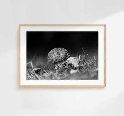 Mushroom Black and White Photography Print - Hampshire Photography Prints - Wall Art -  Frame and Canvas Options - Landscape  - UK