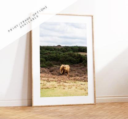 Highland Cow Photography Print - New Forest - Hampshire Photography Prints - Wall Art -  Frame and Canvas Options - Portrait  - UK