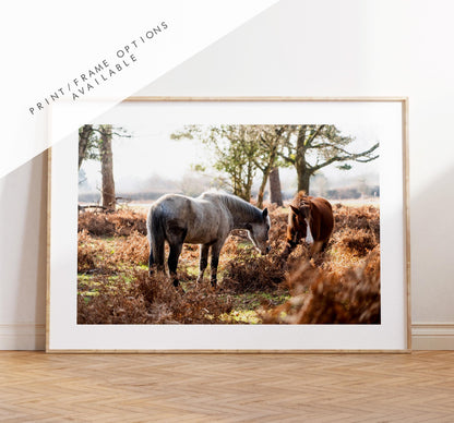 New Forest Ponies Photography Print - Hampshire Photography Prints - Wall Art -  Frame and Canvas Options - Landscape  - UK