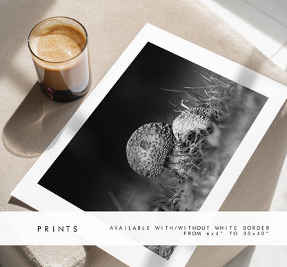 Mushroom Black and White Photography Print - Hampshire Photography Prints - Wall Art -  Frame and Canvas Options - Landscape  - UK