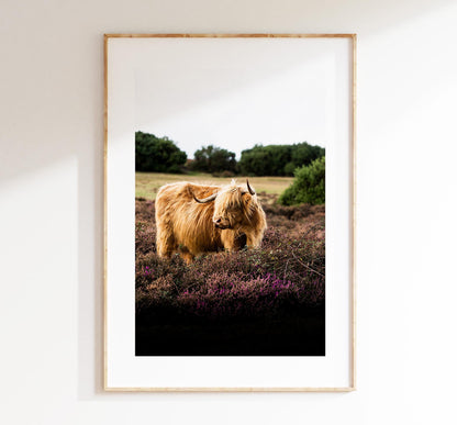 Highland Cow Photography Print - New Forest - Hampshire Photography Prints - Wall Art -  Frame and Canvas Options - Portrait  - UK