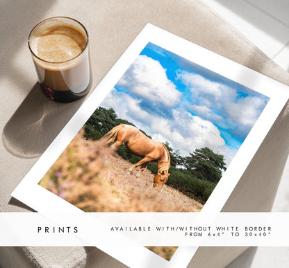 New Forest Pony Photography Print - Hampshire Photography Prints - Wall Art -  Frame and Canvas Options - Portrait  - UK