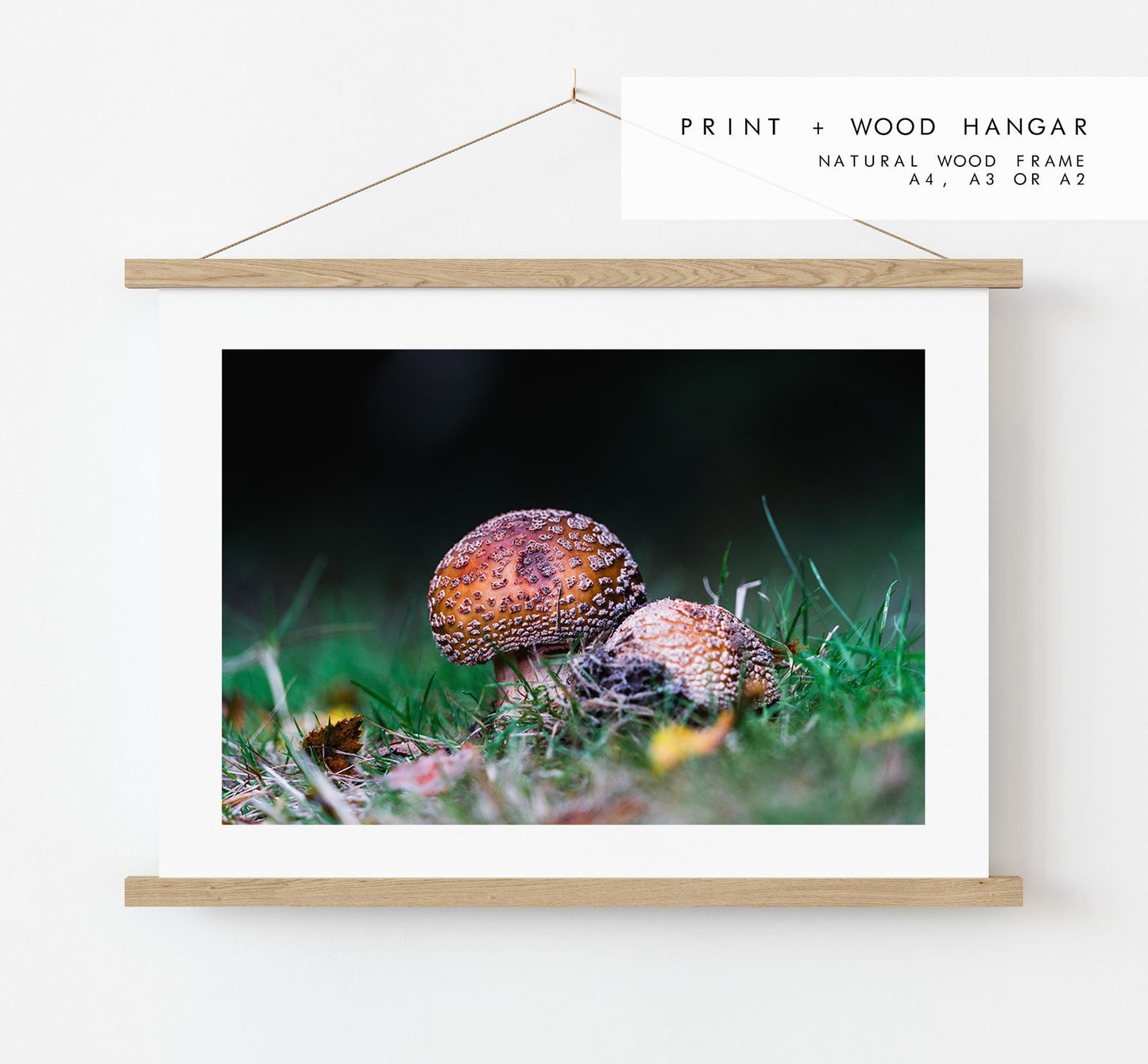 Funghi Photography Print - Hampshire Photography Prints - Wall Art -  Frame and Canvas Options - Landscape  - UK