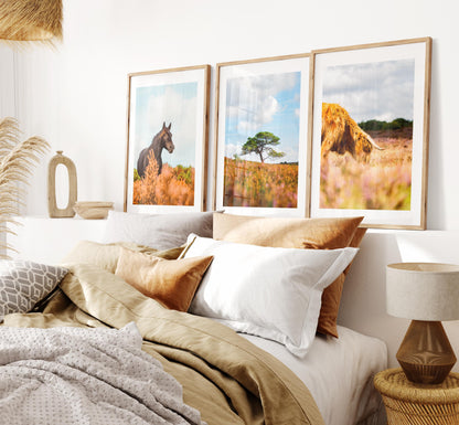 New Forest Print Set x3 - Prints or Framed Prints - Print Set of Three - New Forest Photography Prints - Hampshire Photography