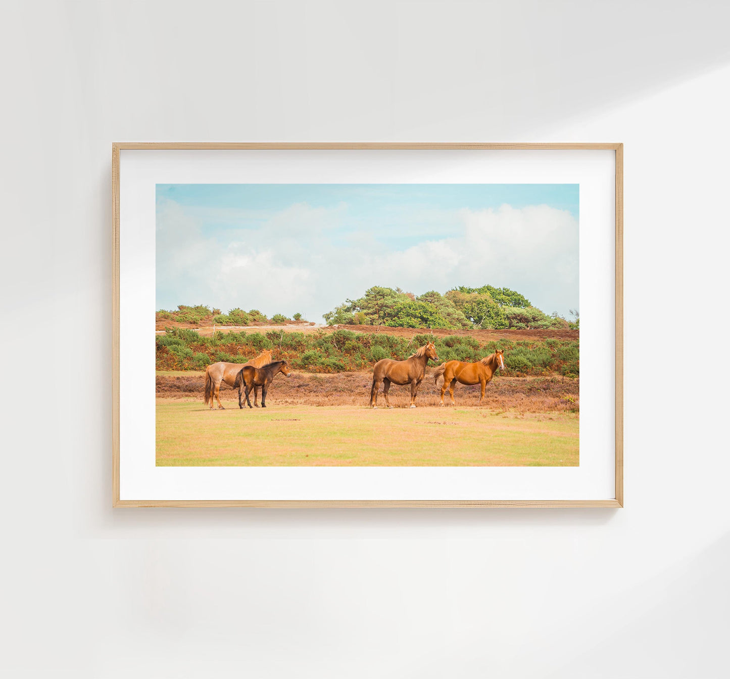 New Forest Photography Print - Hampshire Photography Prints - Wall Art -  Frame and Canvas Options - Landscape  - UK