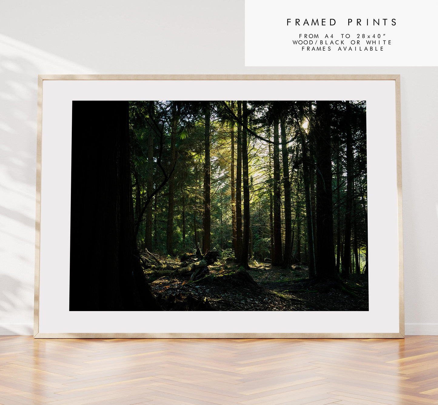 Forest Photography Print - New Forest - Hampshire Photography Prints - Wall Art -  Frame and Canvas Options - Landscape  - UK