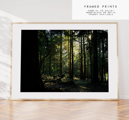 Forest Photography Print - New Forest - Hampshire Photography Prints - Wall Art -  Frame and Canvas Options - Landscape  - UK