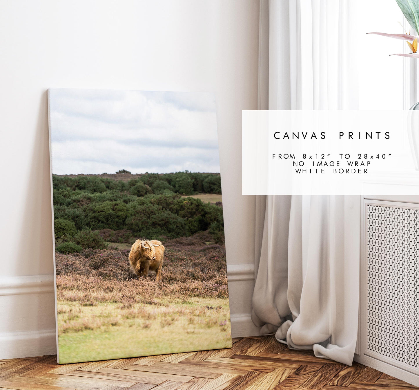 Highland Cow Photography Print - New Forest - Hampshire Photography Prints - Wall Art -  Frame and Canvas Options - Portrait  - UK