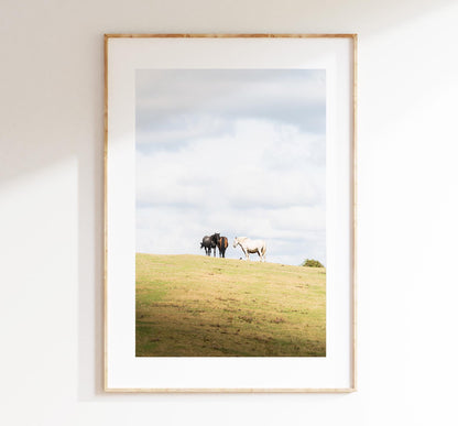 New Forest Pony Photography Print - Hampshire Photography Prints - Wall Art -  Frame and Canvas Options - Portrait  - UK