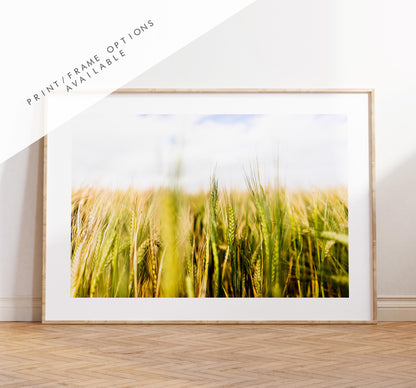 Wheat Field Photography Print - West Sussex Photography Prints - Wall Art -  Frame and Canvas Options - Landscape  - UK