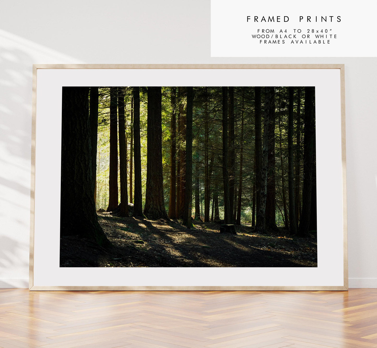 New Forest Photography Print - Hampshire Photography Prints - Wall Art -  Frame and Canvas Options - Landscape  - UK