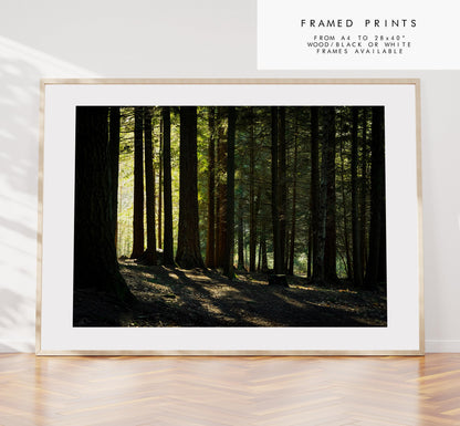 New Forest Photography Print - Hampshire Photography Prints - Wall Art -  Frame and Canvas Options - Landscape  - UK