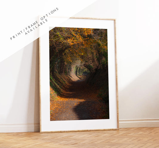 Halnaker Tree Tunnel Photography Print - West Sussex Photography Prints - Wall Art -  Frame and Canvas Options - Portrait  - UK