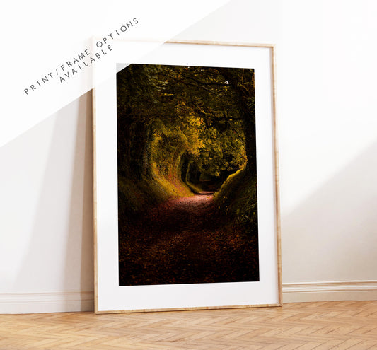 Halnaker Tree Tunnel Photography Print - West Sussex Photography Prints - Wall Art -  Frame and Canvas Options - Portrait  - UK