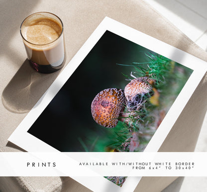 Funghi Photography Print - Hampshire Photography Prints - Wall Art -  Frame and Canvas Options - Landscape  - UK