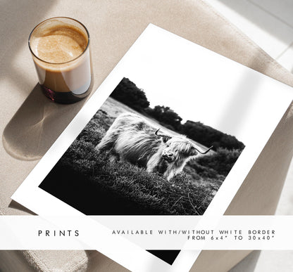 Highland Cow Black and White Photography Print - New Forest - Hampshire Photography Prints - Wall Art -  Frame and Canvas Options - Portrait