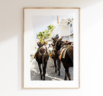 Santorini Donkey Photography Print - Greece - Print - Poster - Santorini Photography - Greece Wall Art - Donkey - Donkeys - Thera - Fira